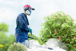 Обработка сада от паразитов - необходимые меры и их регулярность  в Кемерово