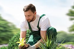 Озеленение и городское благоустройство, создание комфортной среды  в Кемерово