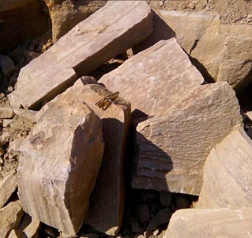 Kamenclub.ru: Песчаник пластушка желтый с рисунком (7-15 см)  купить в Кемерово плитняк - пластушка - бут желтый песчаник 10200 руб/м3   фото КАМЕНЬ КЛУБ