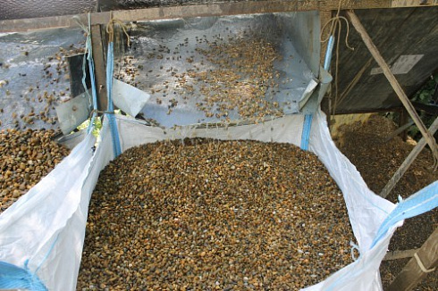 Kamenclub.ru: Галька окат (серо-желтая) фр.10-20 мм. купить  в Кемерово галька серо-желтая, рыжая, серый речная окатанная округлая галька 5000 руб/т   фото КАМЕНЬ КЛУБ