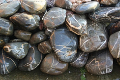 Kamenclub.ru: Валунчик Паутинник фр.100-300 мм  купить в Кемерово крупный природный камень галечник темно-серый с прожилками белый черный речной валунчик 5000 руб/т   фото КАМЕНЬ КЛУБ