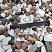 Kamenclub.ru: Мраморная крошка (щебень крошка микс : белый-черный-розовый) фр. 20-40 мм.  купить в Кемерово мрамор белый, черный, розовый декоративная ландшафтная крошка 12000 руб/т   фото КАМЕНЬ КЛУБ