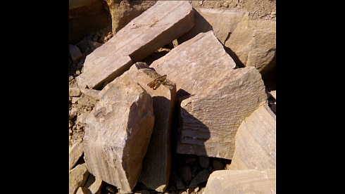 Kamenclub.ru: Песчаник пластушка желтый с рисунком (4-6 см)  купить в Кемерово плитняк пластушка желтый с рисунком песчаник 9 000 руб/м3   фото КАМЕНЬ КЛУБ