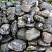 Kamenclub.ru: Валунчик Паутинник фр.100-300 мм  купить в Кемерово крупный природный камень галечник темно-серый с прожилками белый черный речной валунчик 5000 руб/т   фото КАМЕНЬ КЛУБ