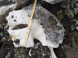 Kamenclub.ru: Выветренный известняк со мхом фр. 100-500 мм.  купить в Кемерово известняк серый белый зеленый валун известняковый крупный 10000 руб/т   фото КАМЕНЬ КЛУБ