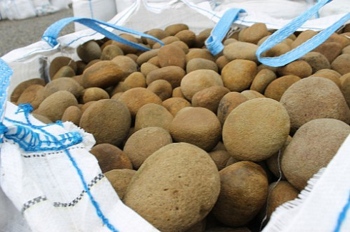 Kamenclub.ru: Песчаник ядра, фр. 100-300 мм  купить в Кемерово песчаник бежевый серый рыжий речная галька 5 000 руб/т   фото КАМЕНЬ КЛУБ