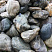 Kamenclub.ru: Речной валун Кабанчик фр.300-500 мм.  купить в Кемерово крупный природный камень галька серый, темно-серый речной валун галечник масштабный 7000 руб/т   фото КАМЕНЬ КЛУБ