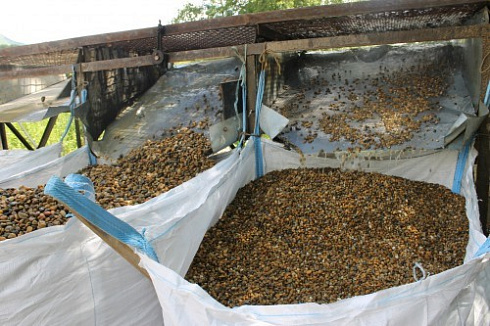 Kamenclub.ru: Галька окат (серо-желтая) фр.10-20 мм. купить  в Кемерово галька серо-желтая, рыжая, серый речная окатанная округлая галька 5000 руб/т   фото КАМЕНЬ КЛУБ