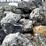 Kamenclub.ru: Черный гранит - кварцит фр. 100-500 мм.  купить в Кемерово мрамор гранит черный с белыми прожилками, серый, белый валун скальный колотый 7000 руб/т   фото КАМЕНЬ КЛУБ