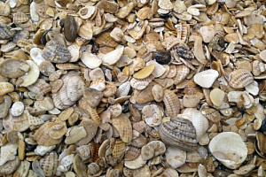 Морская ракушка фр. 5-20 мм  купить в Кемерово фото Камень Клуб