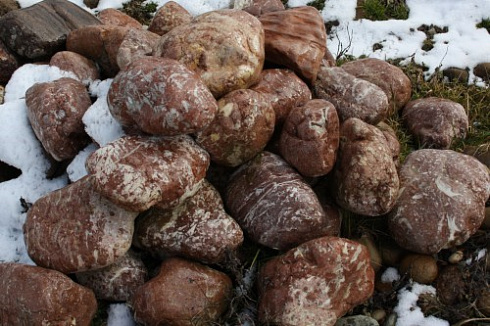 Kamenclub.ru: Розовый валунчик фр.100-300 мм.  купить в Кемерово крупный природный камень розовый, серый молочный красный речной галечник природный 7850 руб/т   фото КАМЕНЬ КЛУБ